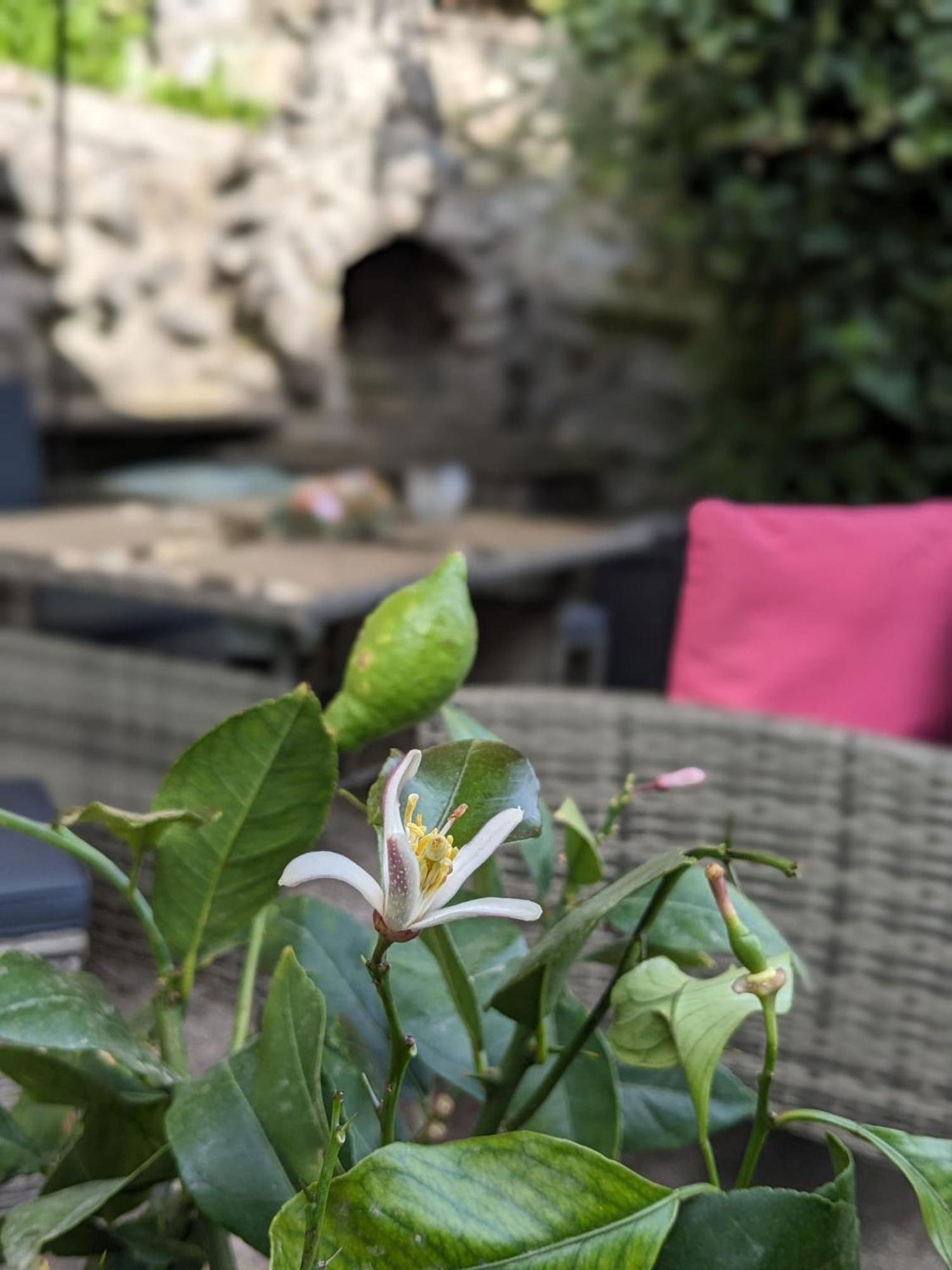 Waldblickwohnung Mit Schoener Terrasse Und Kamin Sebnitz Exterior photo